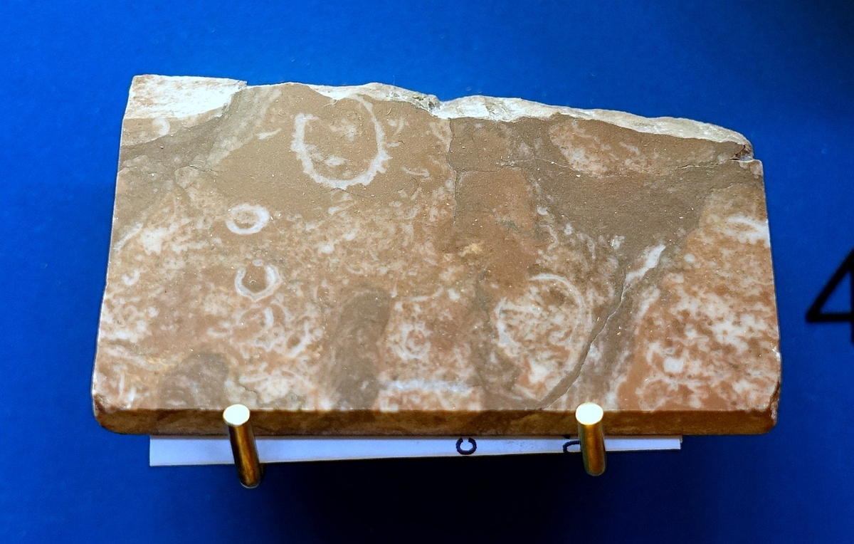 Окаменелые остатки намакалатусов из Намибии на небольшой плитке породы шириной, примерно, 20*40 см.