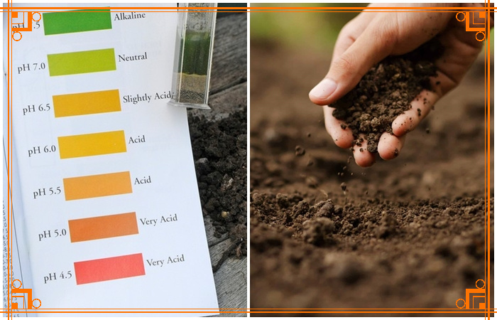 Фото из интернета. Как определить кислотность почвы