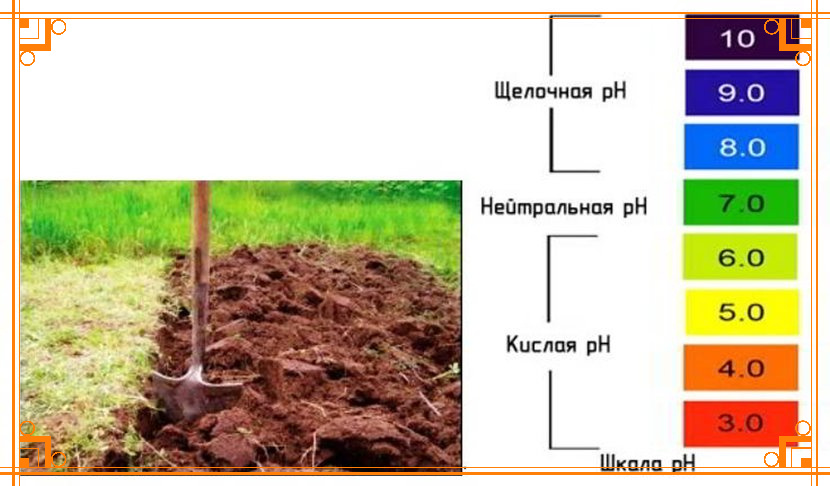 Фото из интернета. Что делать с кислой почвой на участке