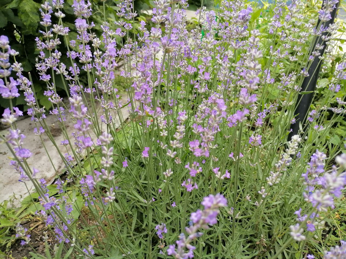 Цветет лаванда Вознесенкая, фото автора