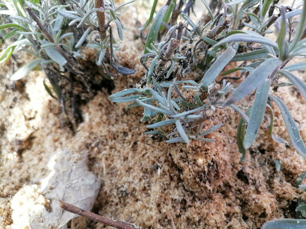 Лаванда в Сибири весной, еще снег лежит, а она живая, фото автора