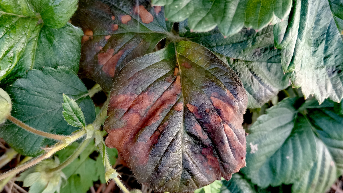 Угловатая, коричневая пятнистость?