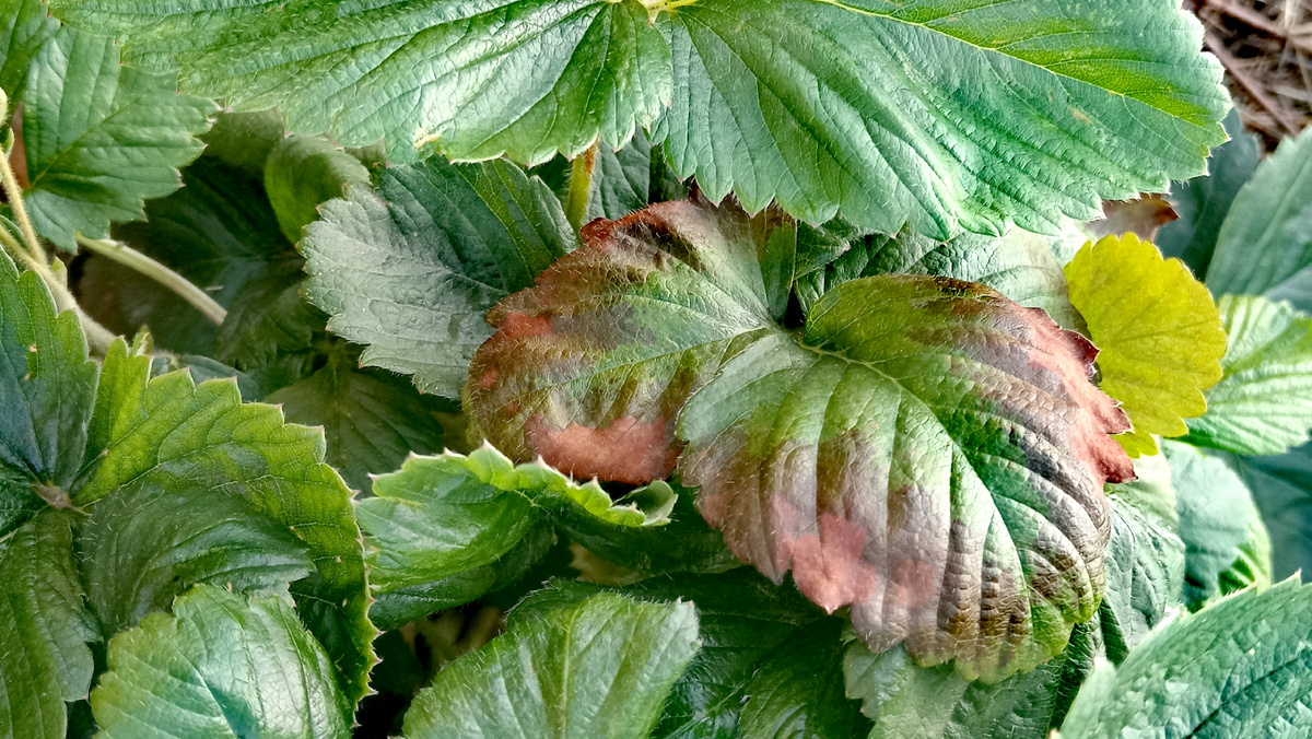 Бурая пятнистость?