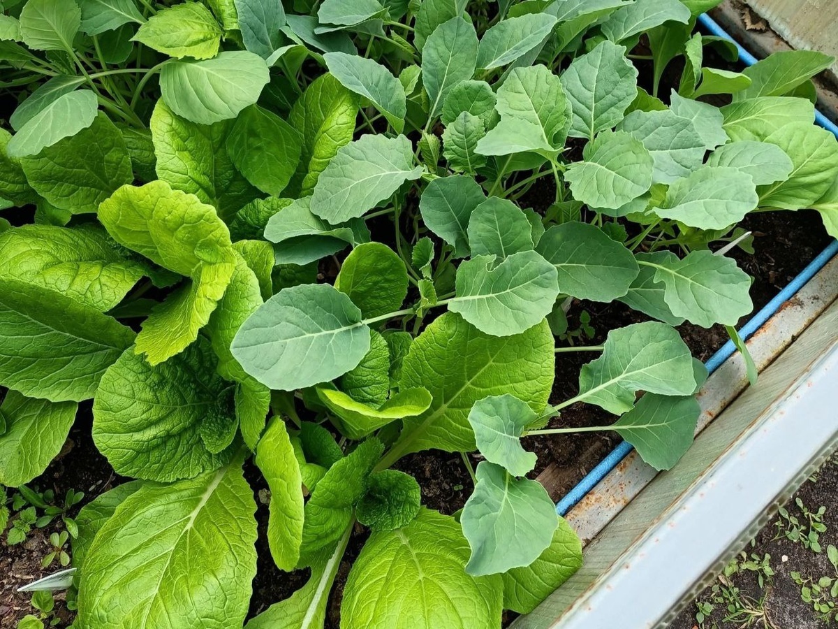 Как вырастить цветную капусту?