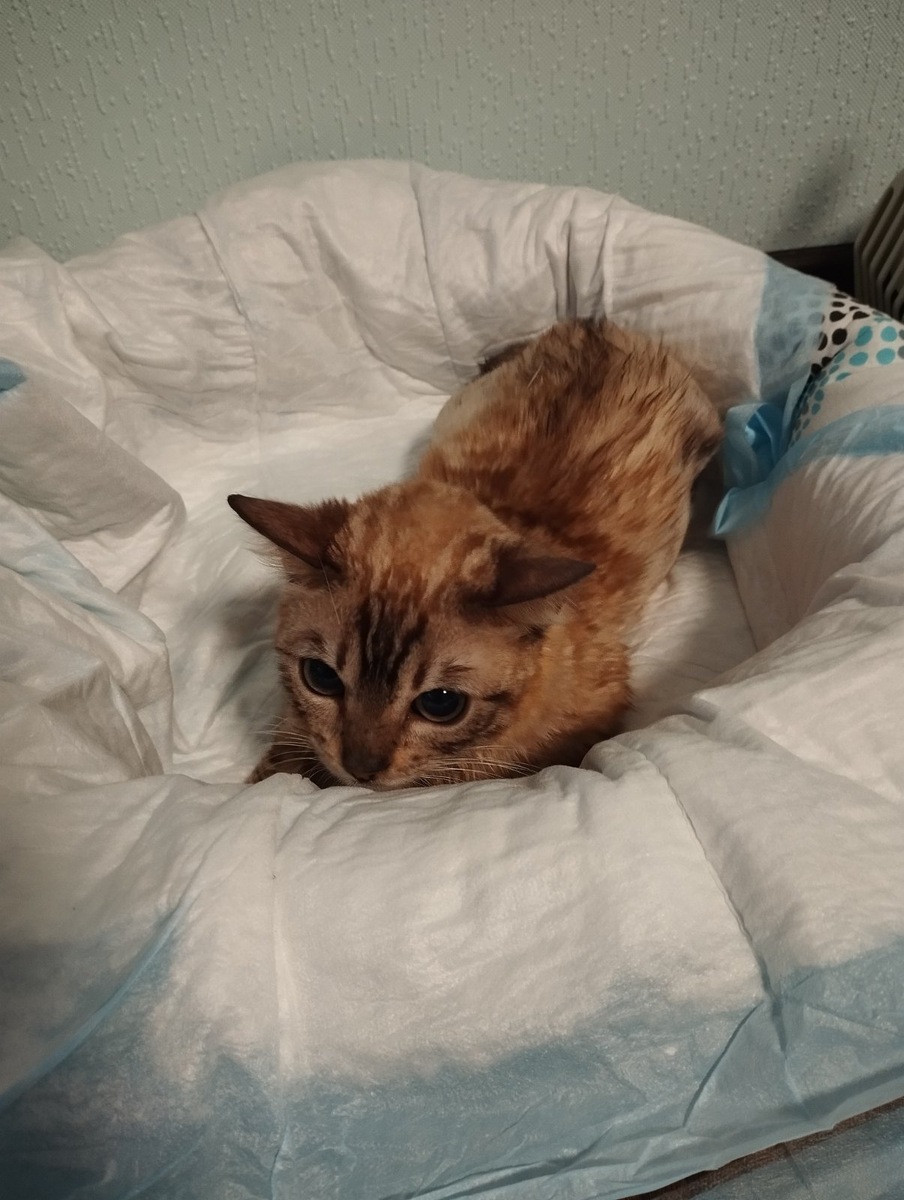 А такой мы ее забрали из ветеринарки