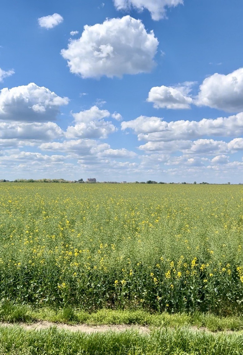 Воеводина — это поля до горизонта.