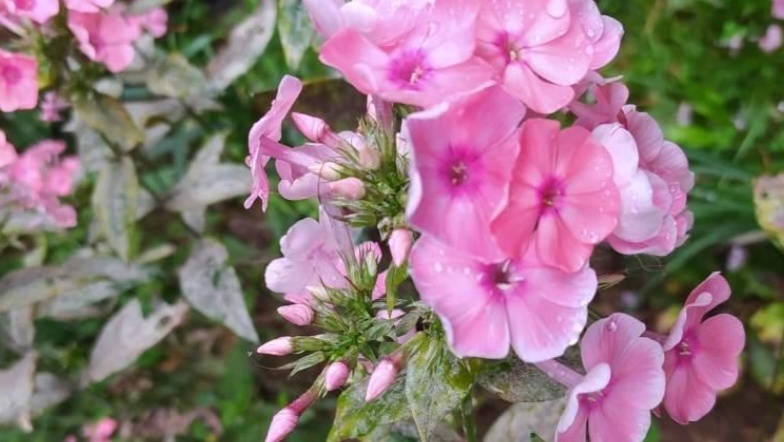 Мучнистая роса на флокса. Для наглядности.