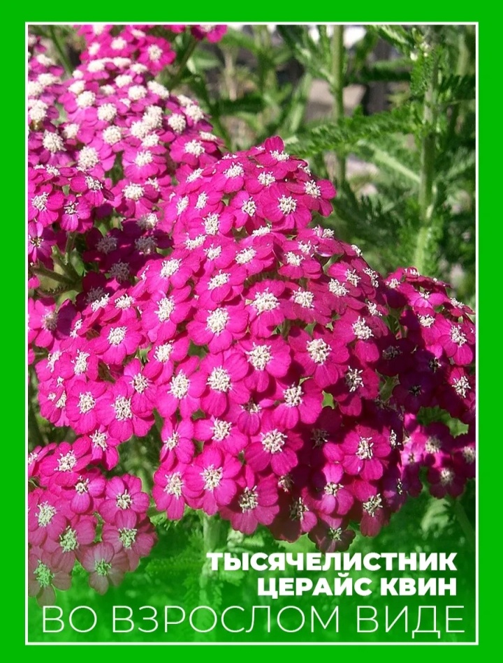 Фото продавца с маркетплейса Wildberries.