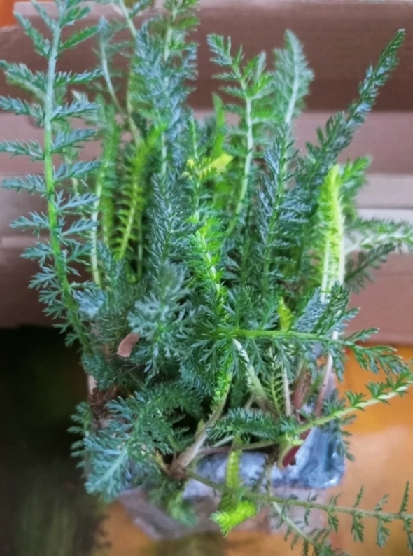 Саженец тысячелистника Церайс Квин. Фото автора.