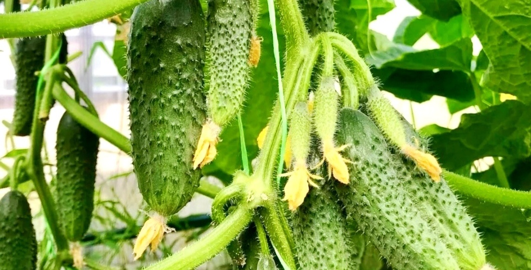 Подкормки для огурцов во время плодоношения: рецепты под теплицы и открытый грунт