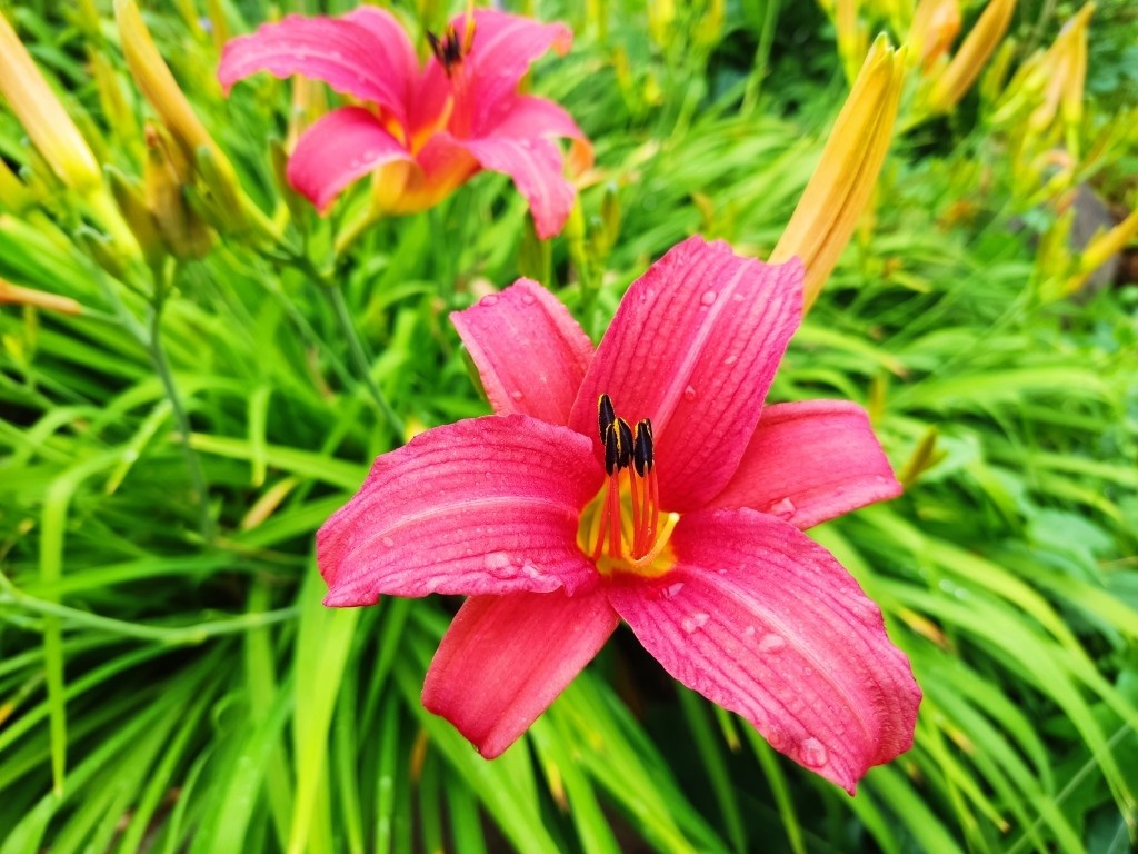 Каждый цветок цветет всего один день, но цветы сменяют друг друга...