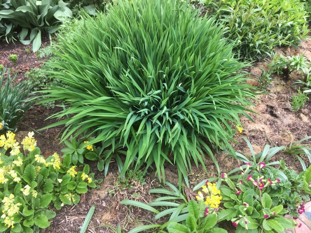 Весной куст сам поддерживает аккуратный вид и занимает небольшую площадь...