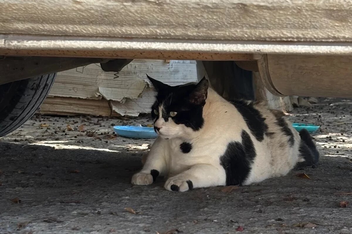    В Волгограде могут запретить кормить котов и собак у домов, школ и больниц