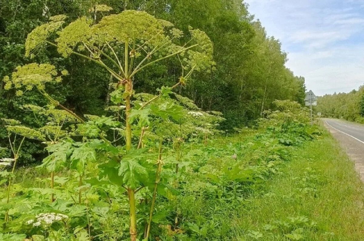    Алексей Говырин: в 2026 году вступит в силу закон о борьбе с борщевиком