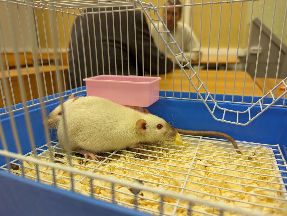 Исследования проводятся в лабораторных условиях