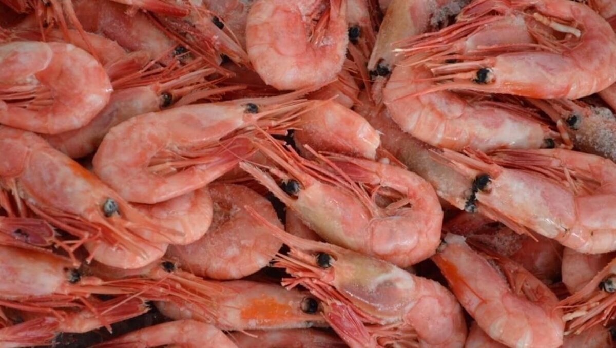    Северные креветки считаются одними из самых вкусных. Источник: fishnews.ru