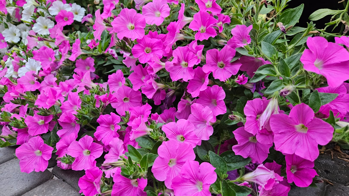 Большая часть петуний нас радует, но есть и те, что немного расстраивают