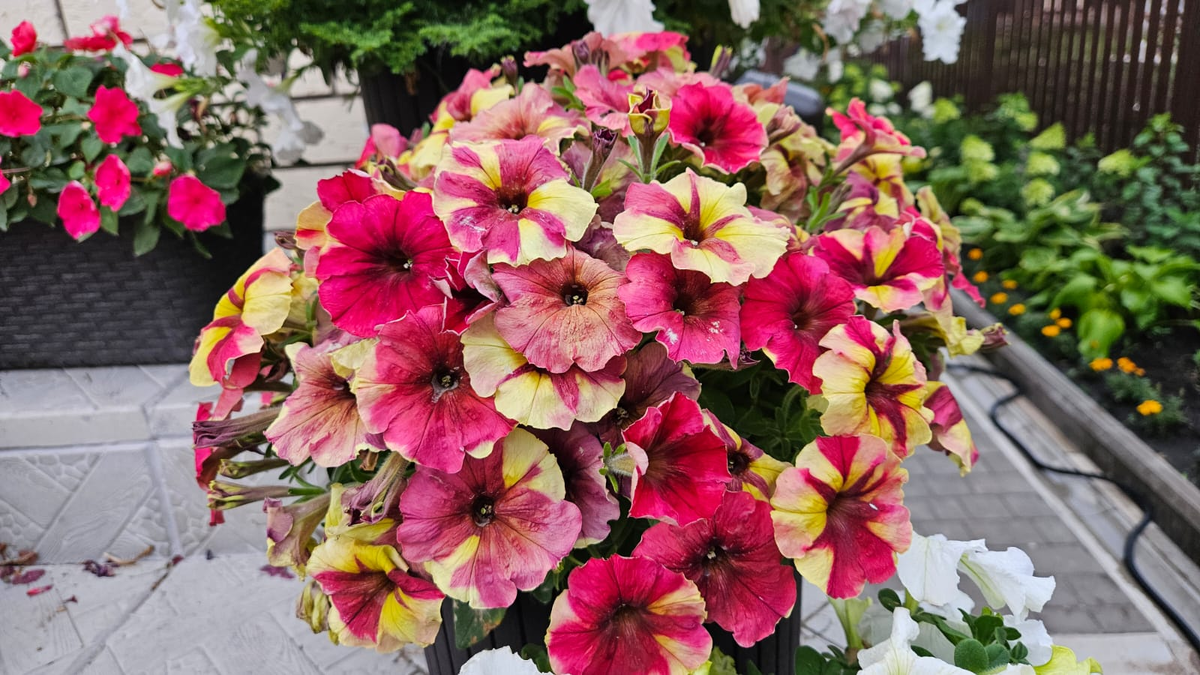 Вроде красивая и необычная