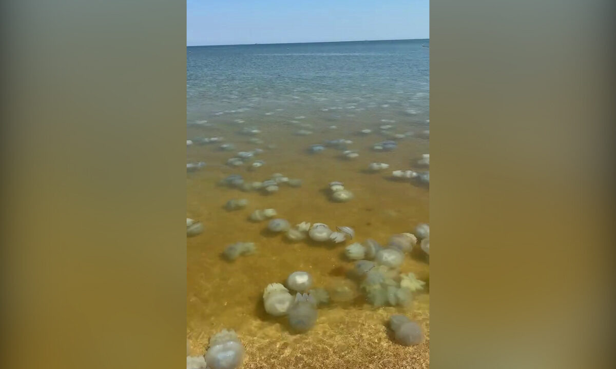    Фото «Кубань 24»