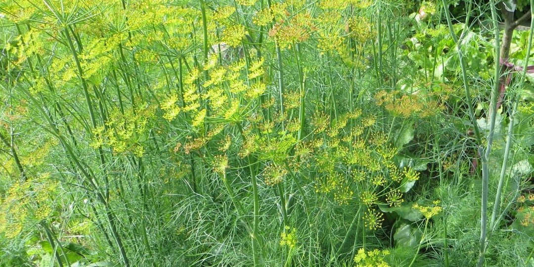 Укроп будет расти как злостный сорняк – придется выбрасывать охапками