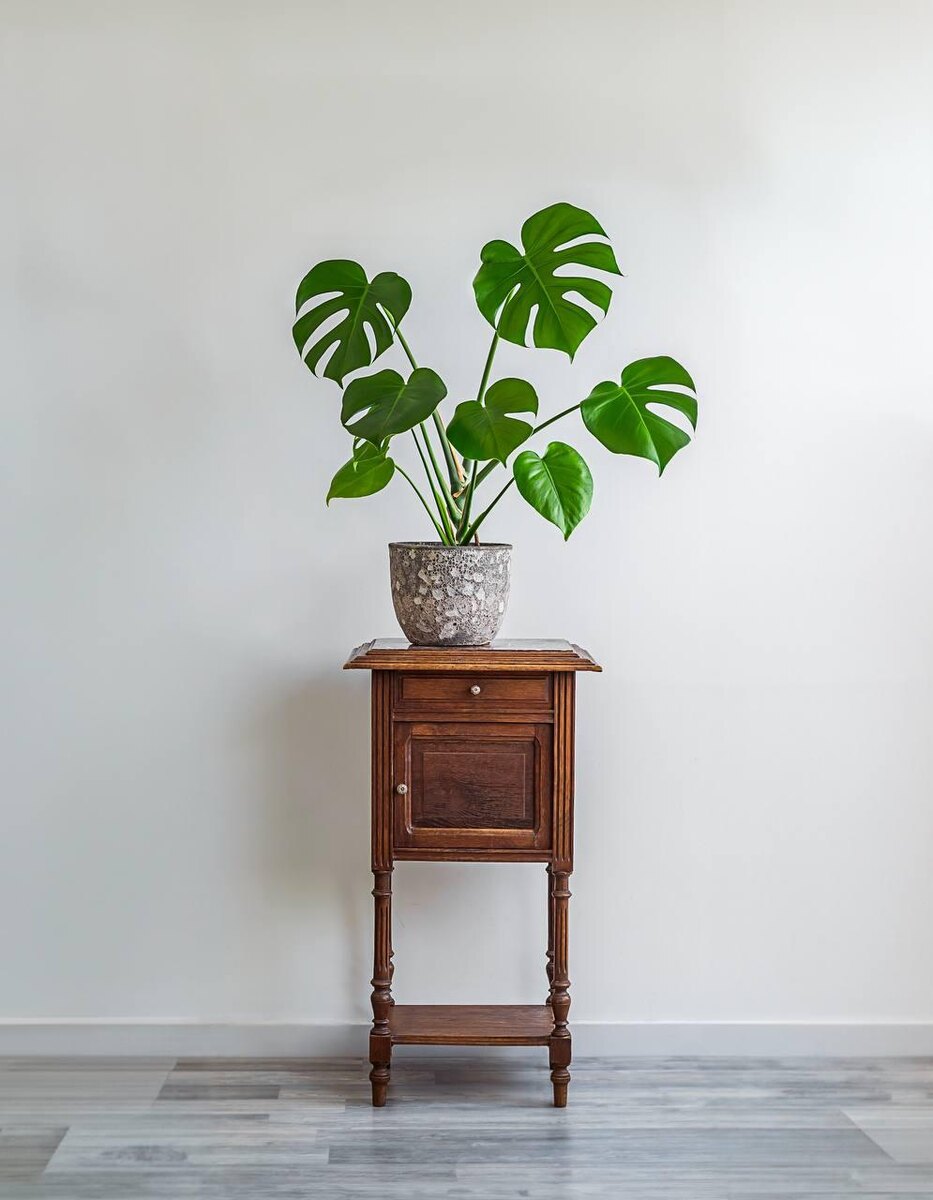 t.sableaux / Shuttersock / FOTODOM📷Несколько видов монстеры для выращивания дома: Делициоза, Акумината, Дубиа, Сильтепекана, Альба