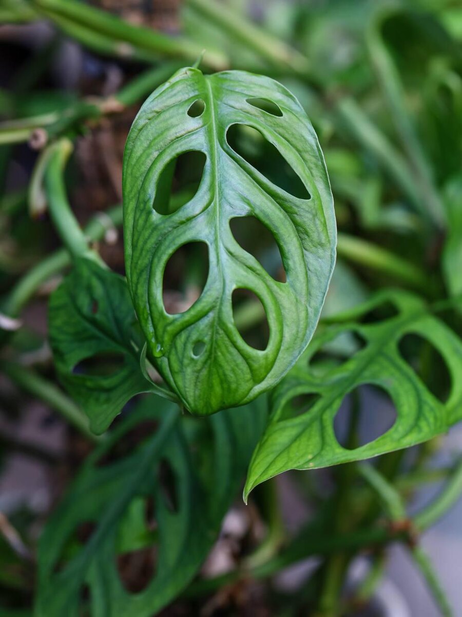 Helza Nitrisia / Shuttersock / FOTODOM📷Монстера Акумината