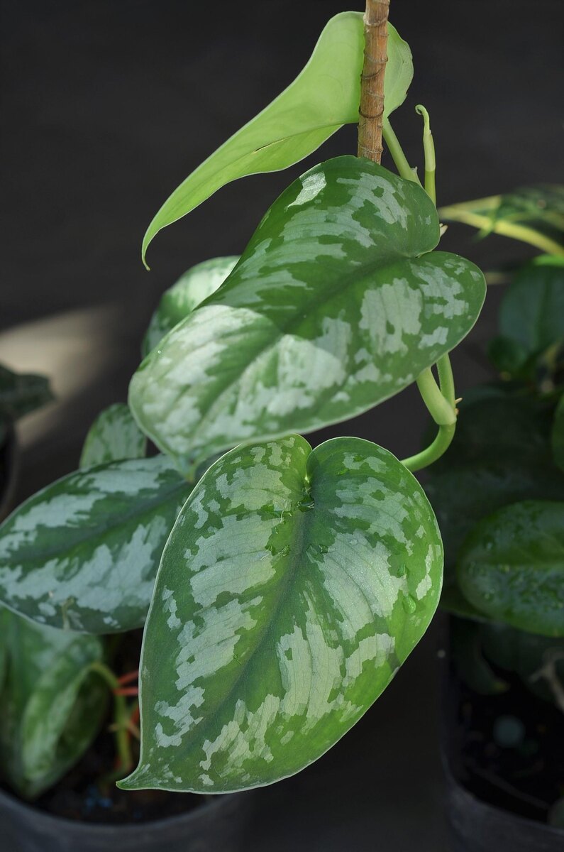 Nadia Muhammad / Shuttersock / FOTODOM📷Монстера Дубиа