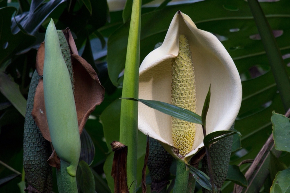 Wirestock Creators / Shuttersock / FOTODOM📷Цветение монстеры