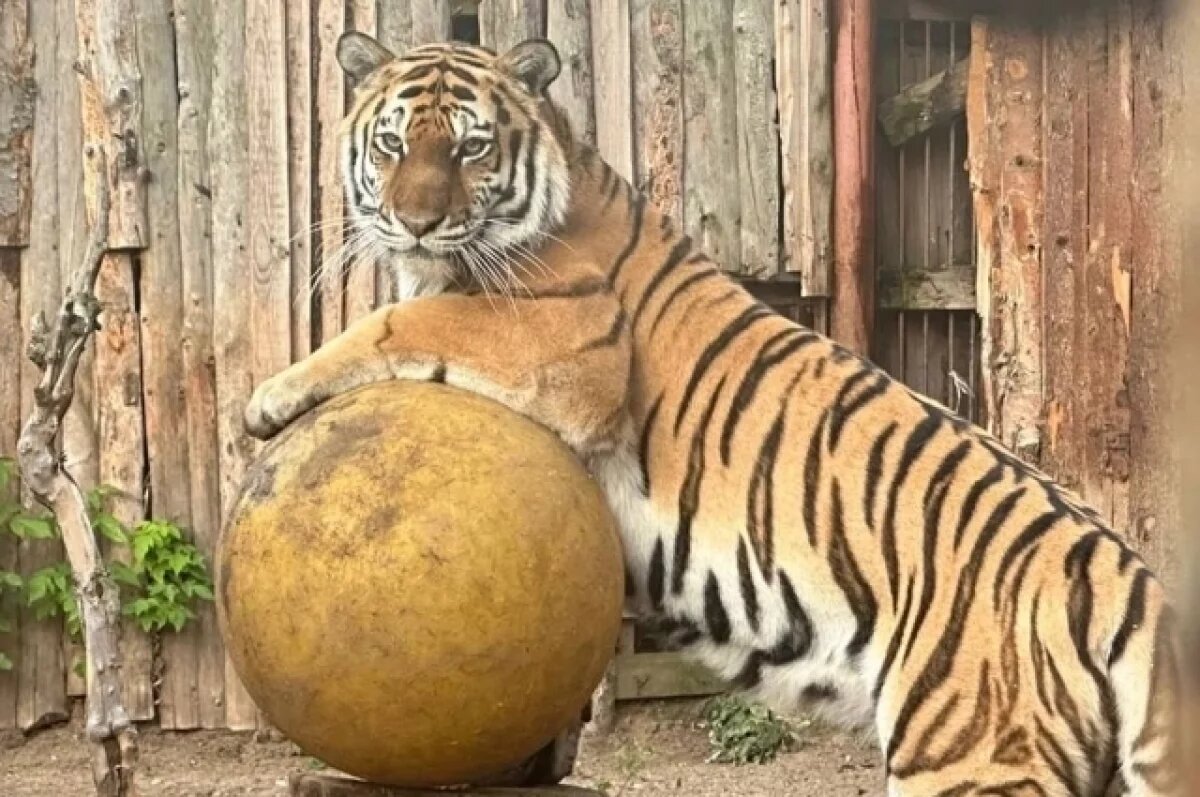    Стало известно, когда в новый зоопарк Перми переедут крупные хищники