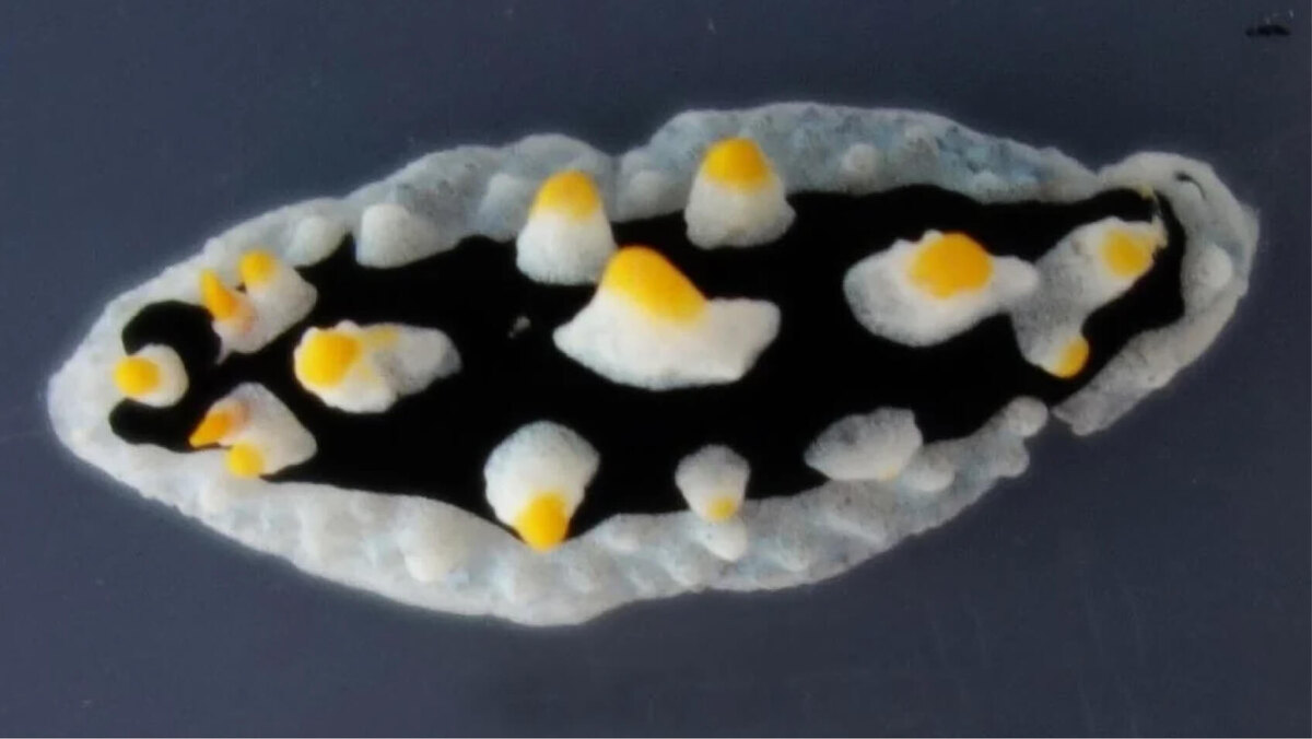     Фото: Heike Wägele/Zookeys