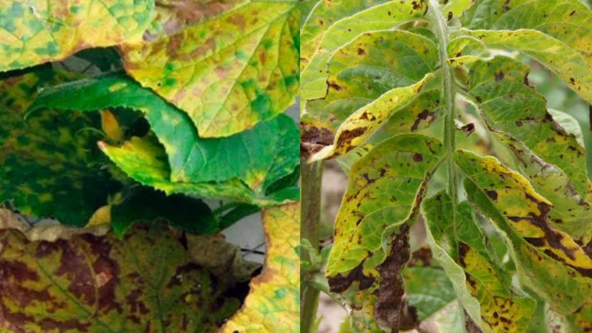 Фитофтора на огурцах и помидорах.