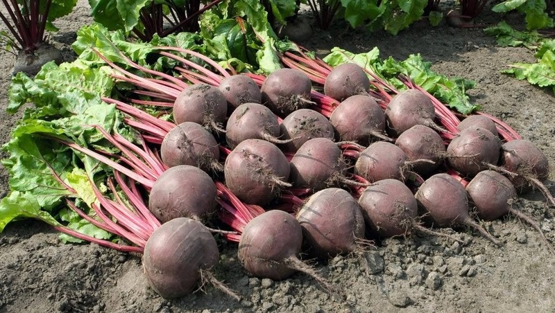      Фото: Минсельхоз СК