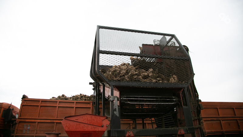    Аграрии Ставрополья приступили к уборке столовой свёклы Фото: Валерия Алтухова / / ИА «Победа26»