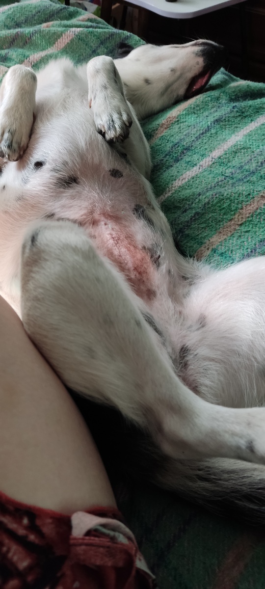 Начала спать пузом вверх: доверяет, значит))