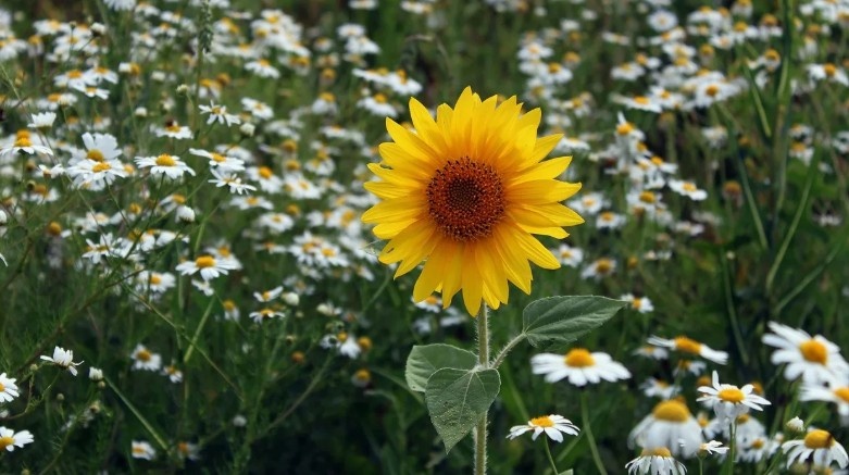 Какой ты цветок? Тест с ароматом самоиронии и лепестками самопознания!
