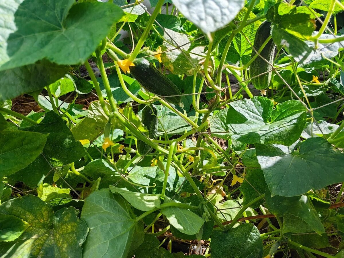 Фото 2.  Огурцы "после": новые   завязи через несколько  дней после обработок и ухода. Фото Натальи Мироновой