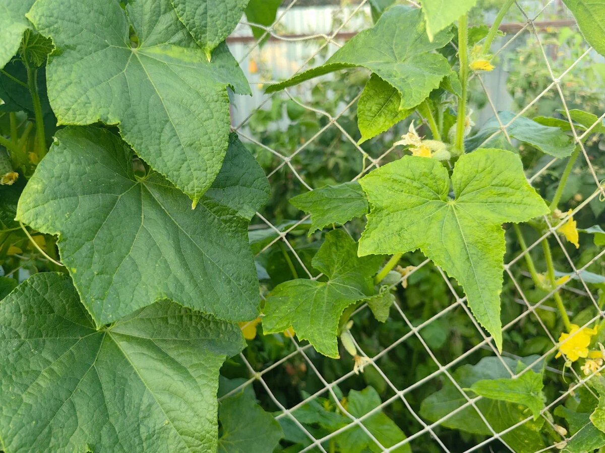Фото 1.Огурцы "до": листья  скручены после жары, завязи пожелтели. Фото автора