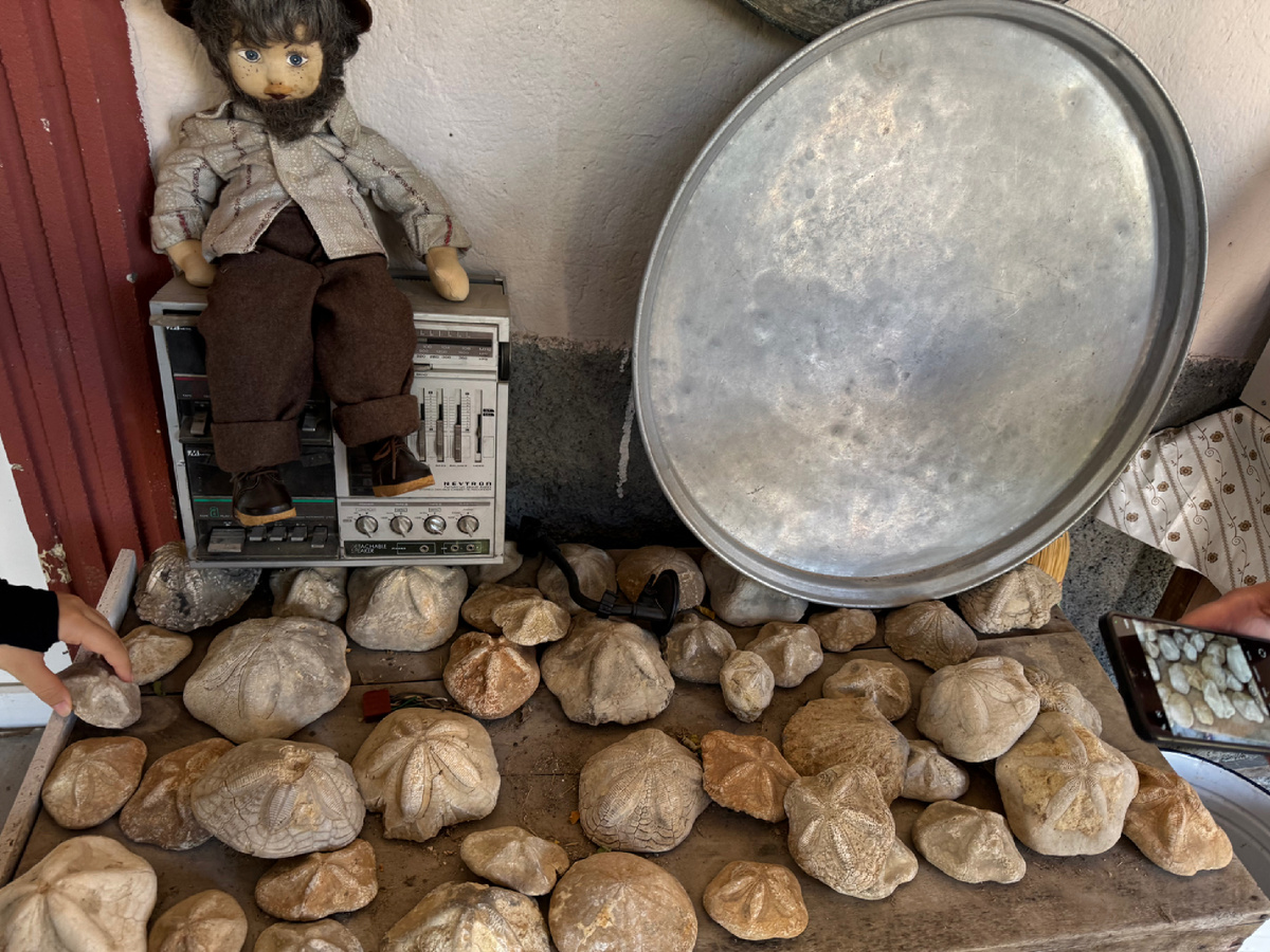 окаменелости морского ежа