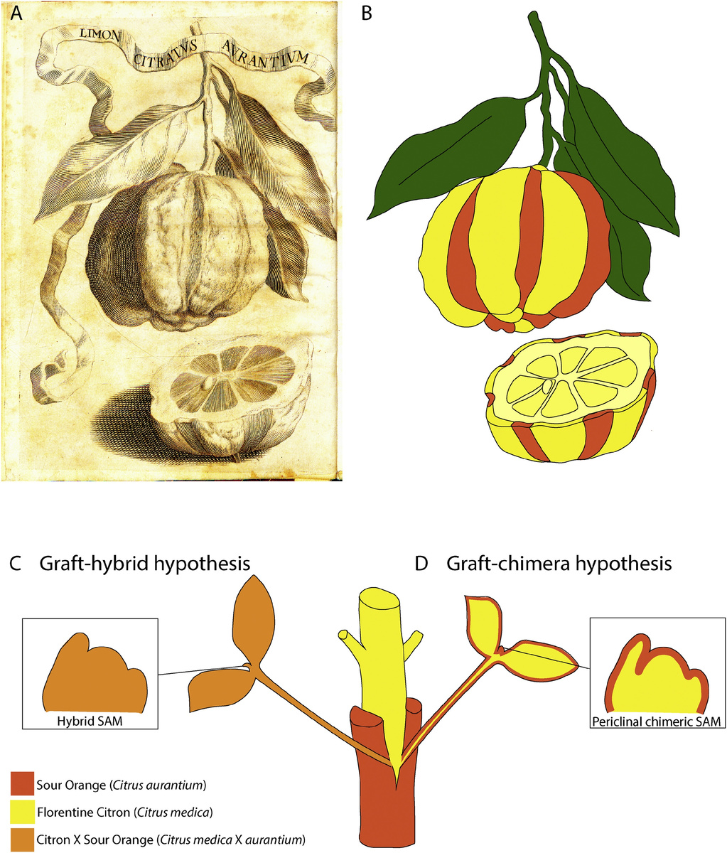 Иллюстрация оригинальная цитруса 'Bizzaria' (A) и генетическая основа (B–D) первой описанной химеры, «Bizzaria». Пьетро Нати, опубликовал в 1674 году работу «De malo limonia citrata aurantia vulgo la Bizzarria», где впервые описал необычный гибрид кислого апельсина и цитрона , растущую как придаточный побег из неудачного прививочного соединения между флорентийским цитроном и кислым апельсином.  Для объяснения этого необычного вида спорта были выдвинуты две гипотезы: гипотеза прививочного гибрида (C) и гипотеза прививочного химеры (D). Столетия спустя Винклер (1907) и Баур (1909) продемонстрировали, что «Bizzaria», как и многие другие садовые виды спорта, возникла в результате гетерогенного срастания (D), а не бесполого слияния (C) родительских клеток. С технической точки зрения, это периклинальная химера с сердцевиной из цитрона и внешними слоями из кислого апельсина.  Иллюстрация: «Растительные химеры: хорошие, плохие и «Биззария», Маргарет ХюФранк, Дэниел Х. Читвуд, 2016. 