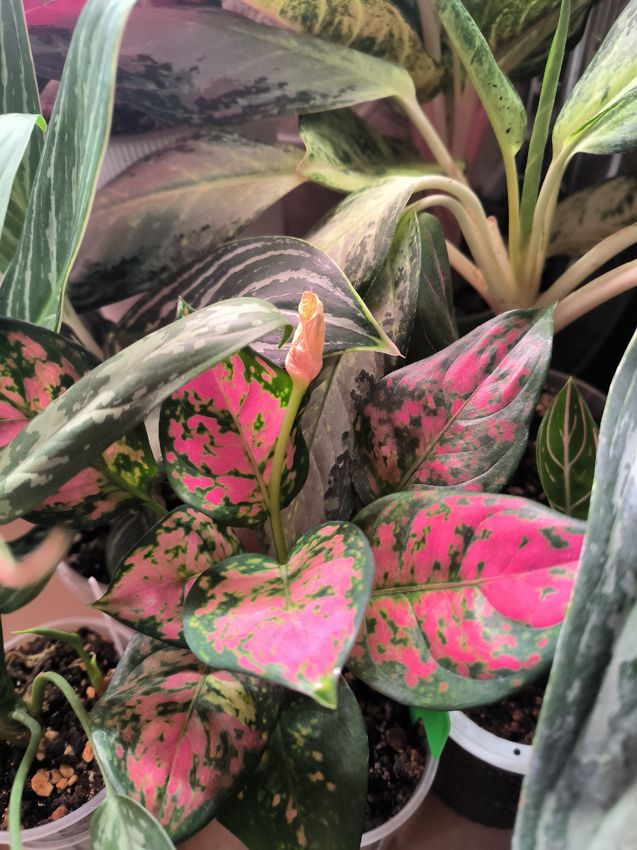 Аглаонема Руби Батик