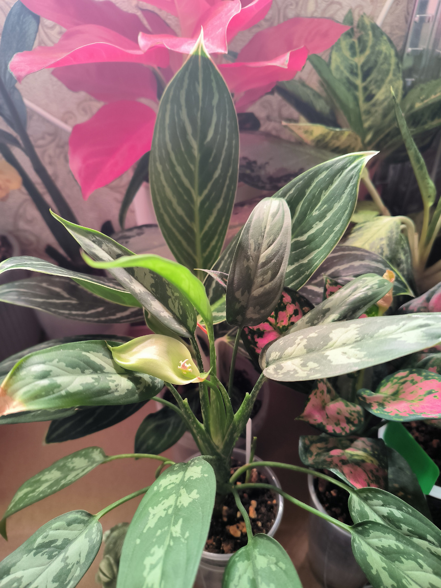 Аглаонема Переменчивая