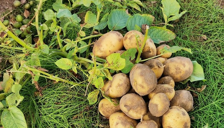    Фото: Лукьянов Дмитрий, AgroXXI.ru