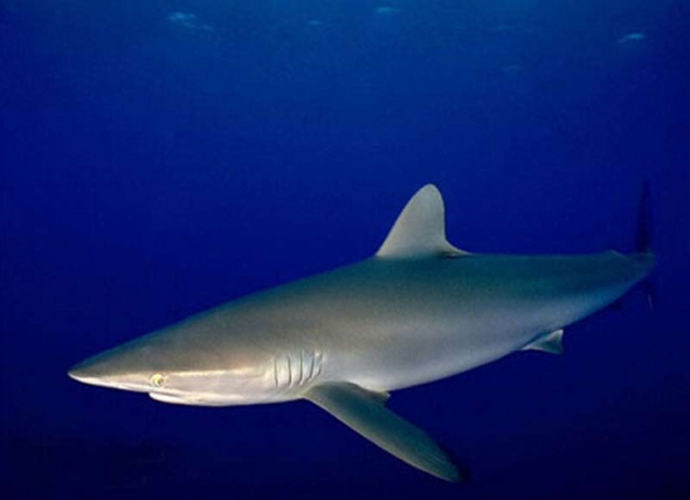 На фото: короткоперая серая акула.