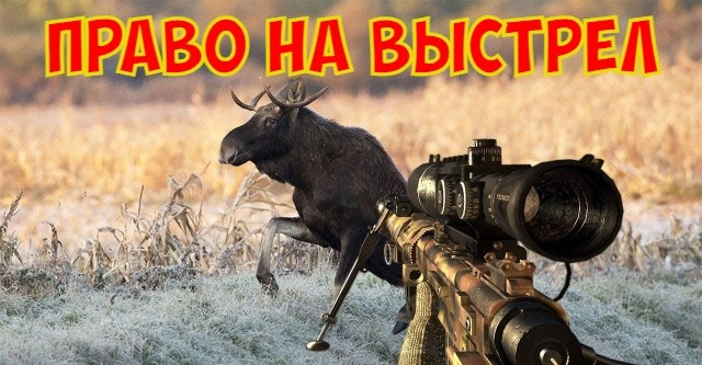 Правила охоты на копытных