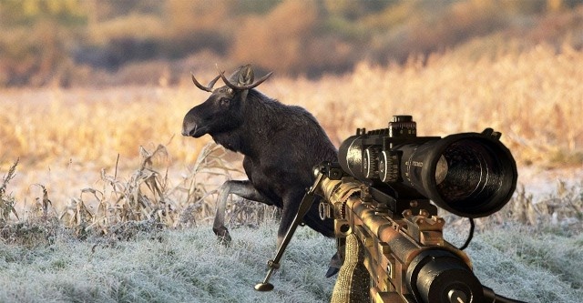 Обзор правил охоты