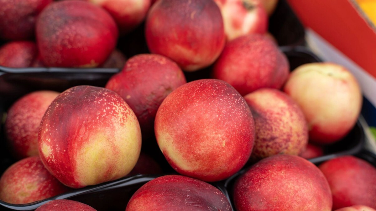    Фото: Сергей Зубков / «Ямал-Медиа»