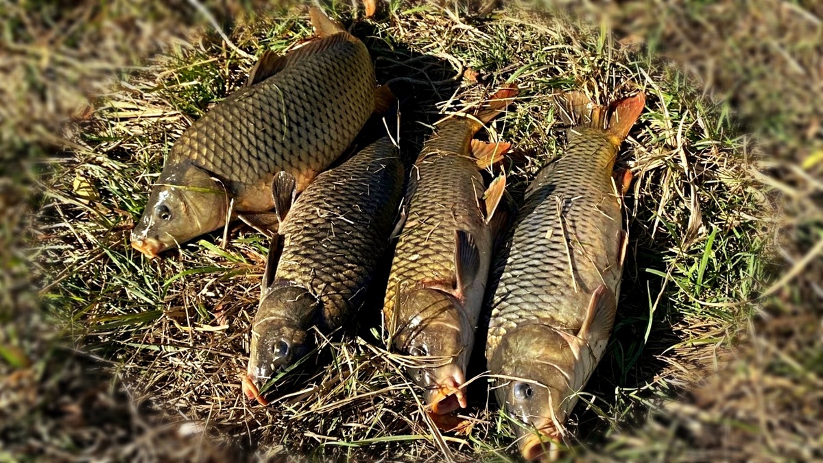 Прикормка для карпа в июле