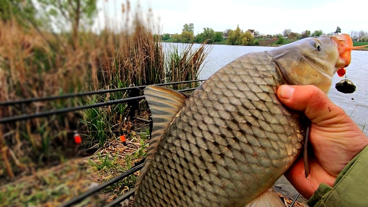 Прикормка для карпа в июле