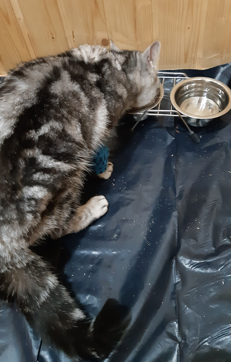 Кошка трапезничает.