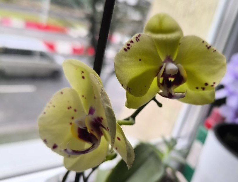 Детка с цветоноса фаленопсиса Альбуфейра, который на фото выше. Цветение лето 2025